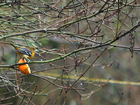 Baltimore oriole