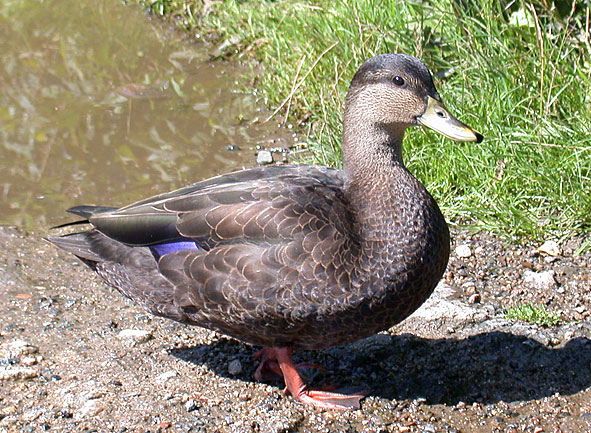 black duck