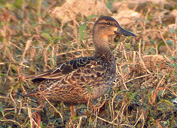 blue-winged teal
