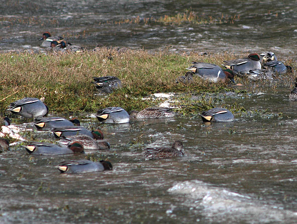 green-winged teal