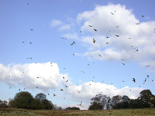 red kites