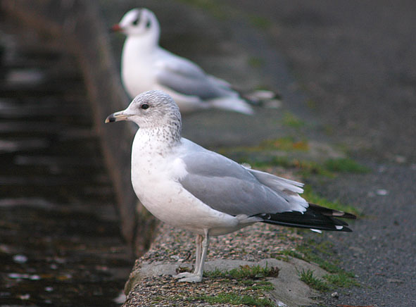 ring-billed gull