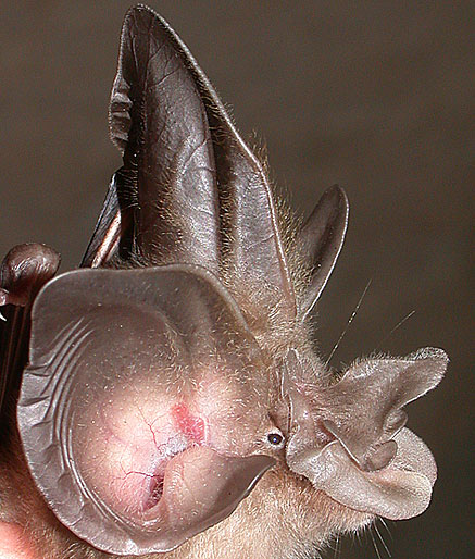 horseshoe bat