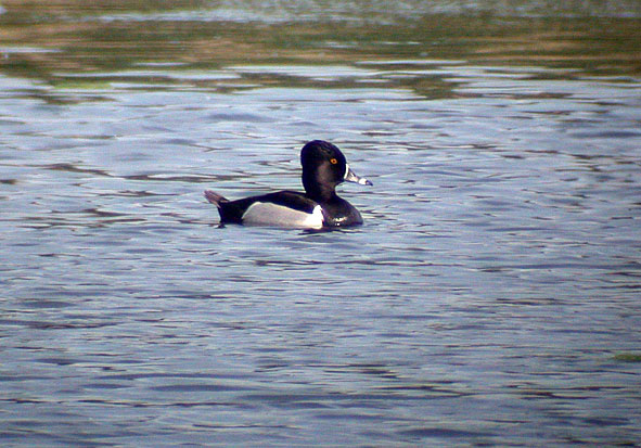 ring-necked duck
