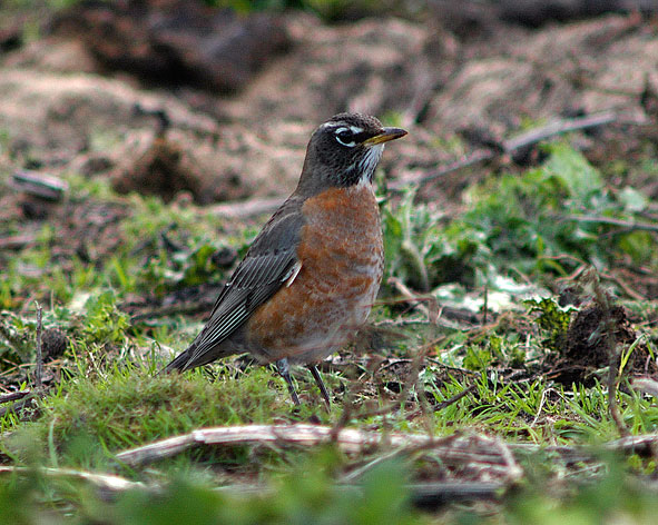 American robin