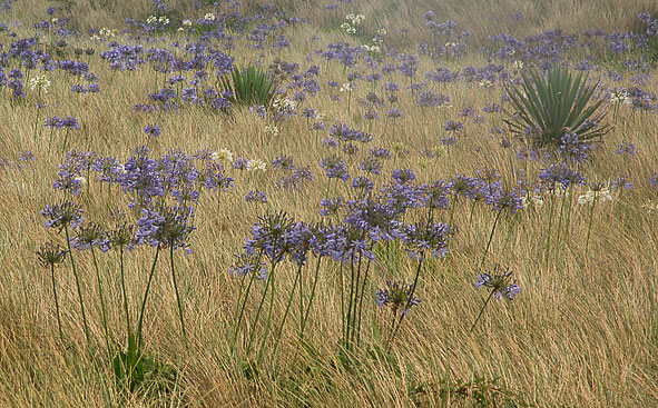 Agapanthus