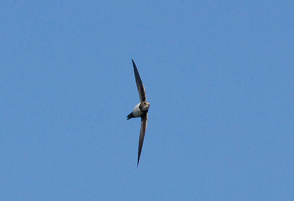 Alpine swift