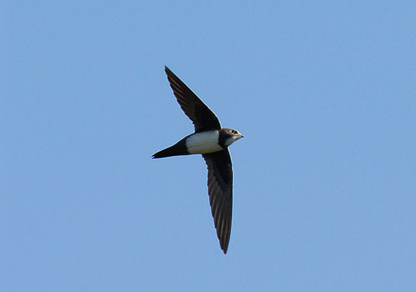 Alpine swift