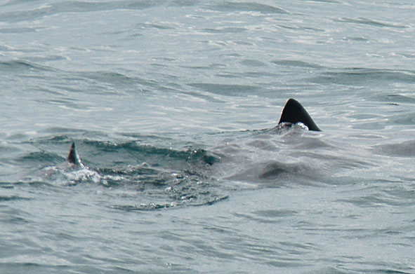 basking shark