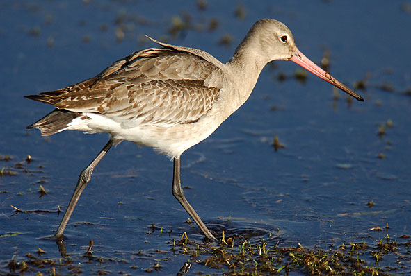 black-tailed godwit
