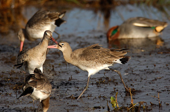black-tailed godwits