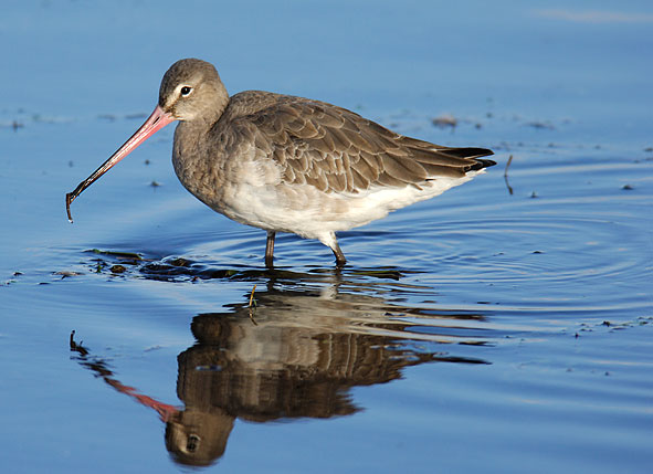 black-tailed godwit
