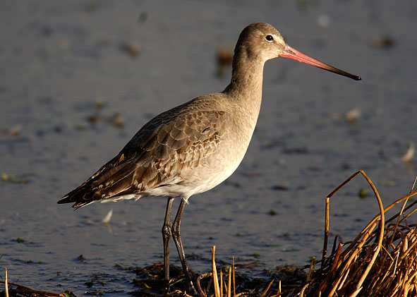 black-tailed godwit
