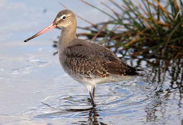black-tailed godwit