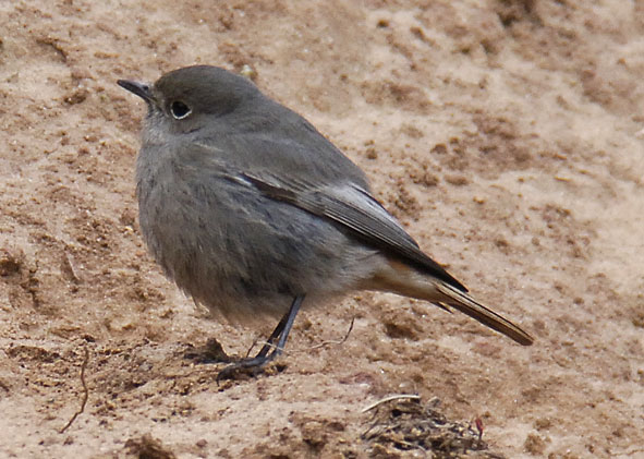 black redstart