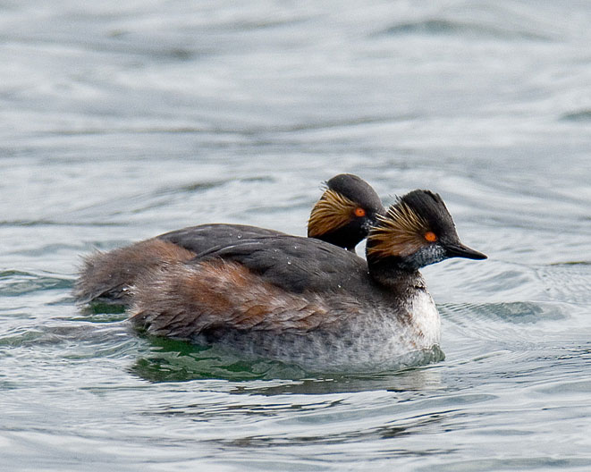 black-necked grebes