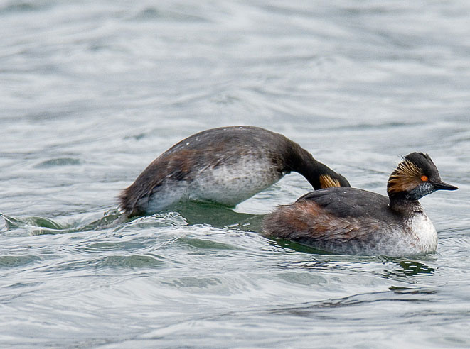 black-necked grebes