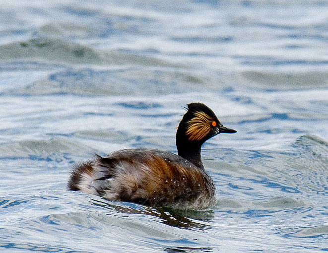 black-necked grebe