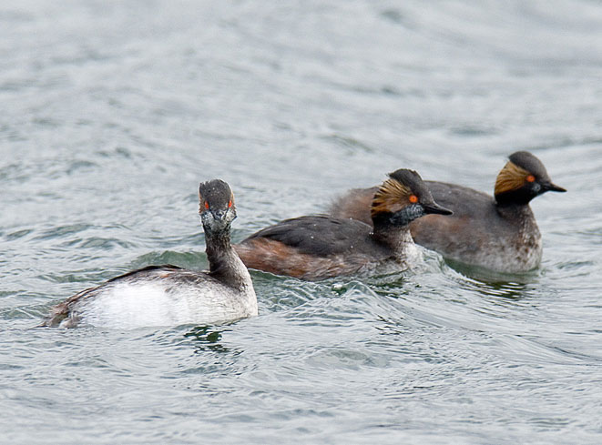 black-necked grebes