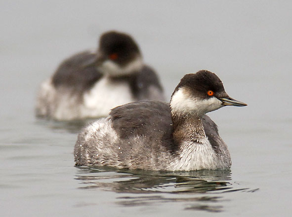 black-necked grebes
