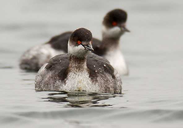 black-necked grebes