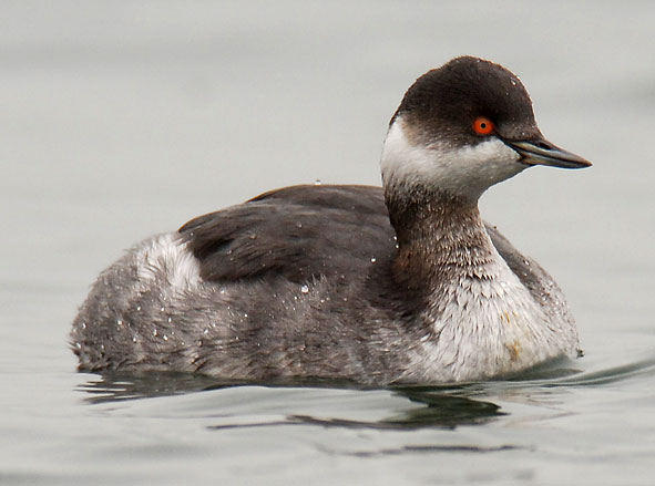 black-necked grebe