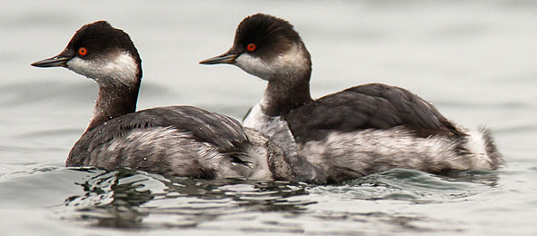 black-necked grebes