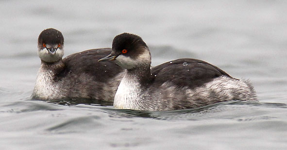 black-necked grebes