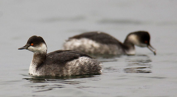 black-necked grebes