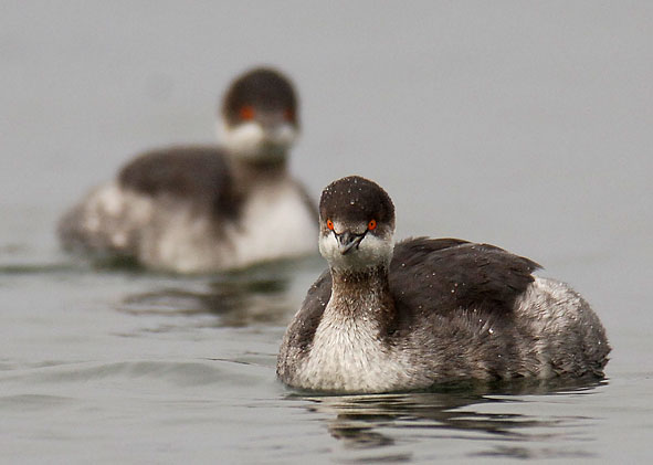 black-necked grebes