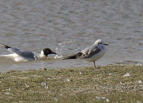 Bonaparte's gull