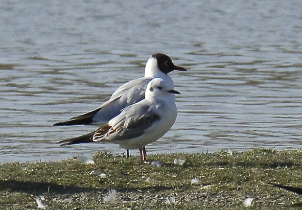 Bonaparte's gull
