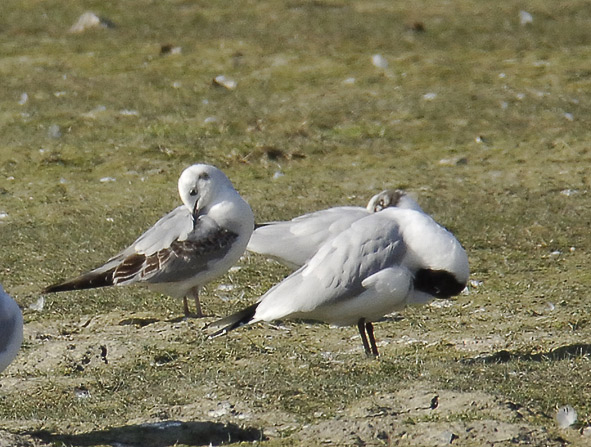 Bonaparte's gull