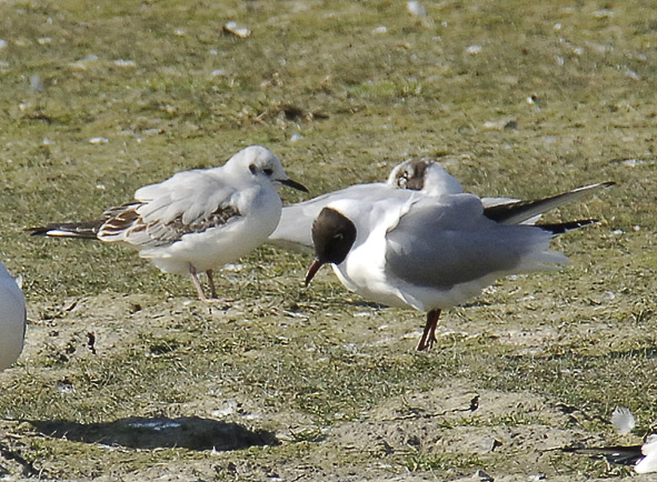 Bonaparte's gull