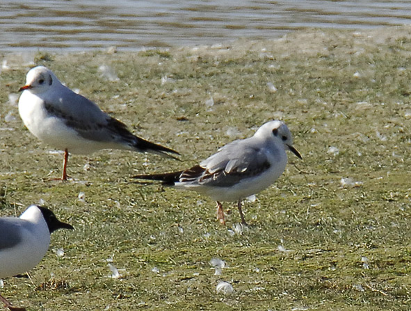 Bonaparte's gull