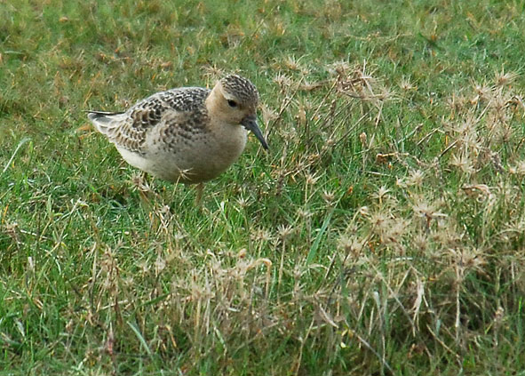 buff-breasted sandpiper