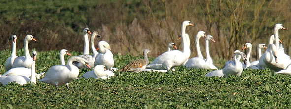 great bustard