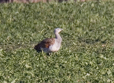 great bustard