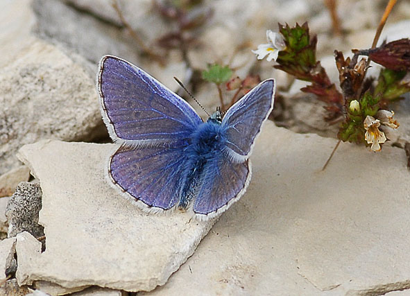common blue