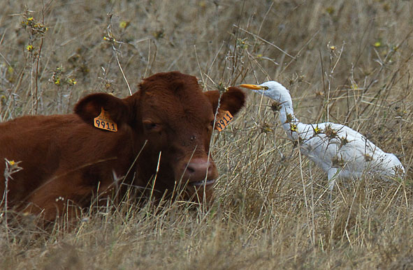 cattle egret