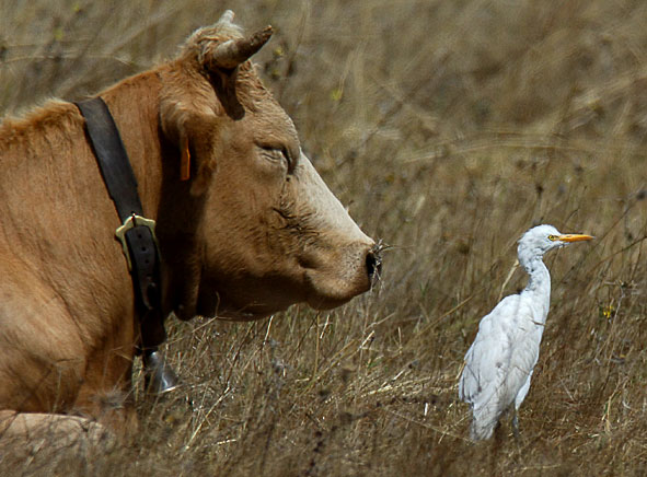 cattle egret