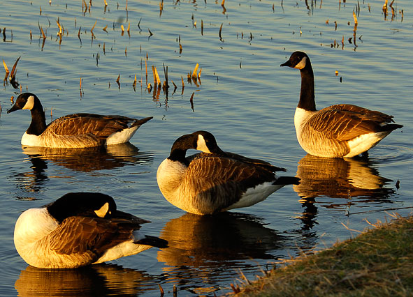 Canade geese