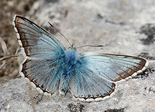 chalkhill blue