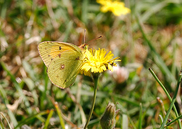 clouded yellow