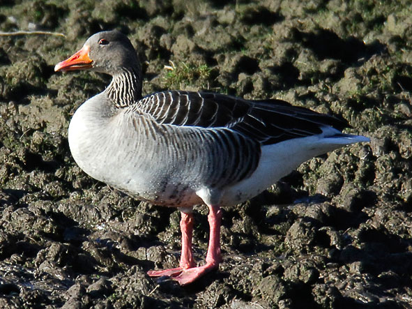 continental greylag