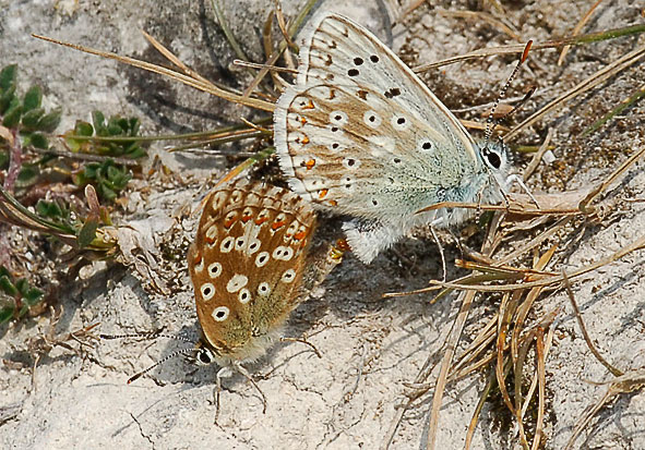 copulating chalkhill blues