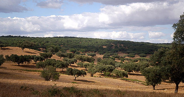 cork oak woodland