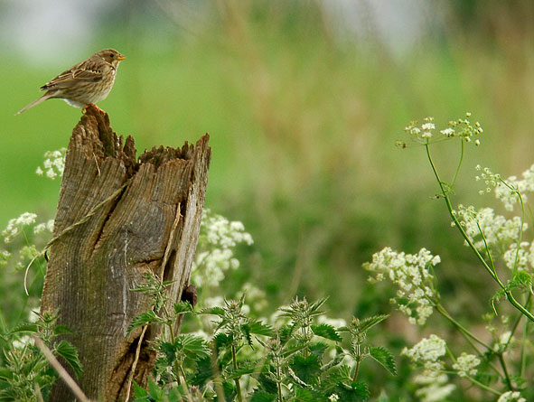 corn bunting