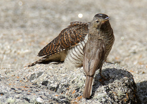 cuckoo and rock pipit