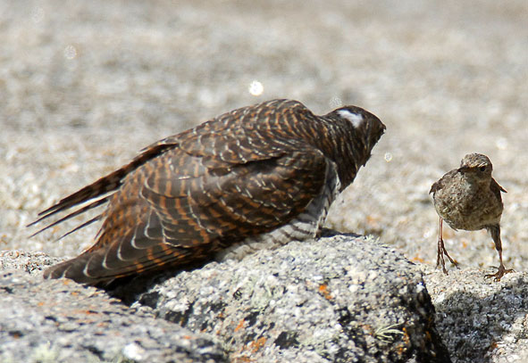 cuckoo and rock pipit